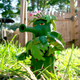 Illustration for article titled The Plants Vs. Zombies: Garden Warfare Action Figures Are Coming
